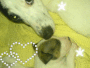 doggys