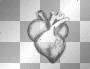 heartbeat