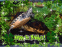 turtle on st patricks day