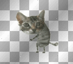 dancing kitty