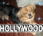amyolivero