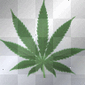weed