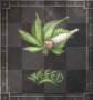 WEED