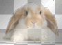 Real Bunny