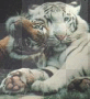 tigers