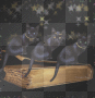 black Cats