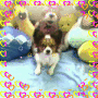 luvdogz247 luvdogz247