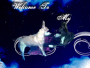 ANIMALLOVER