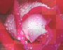 red rose