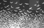 bats