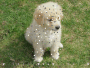 glitter puppy