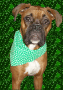 tyson 
