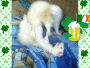 st.patty ferrets