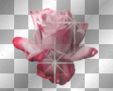 Red Rose
