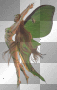 green fairy