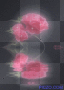 Rose Reflection
