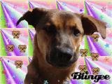 dingo