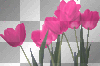 flowers. flowers.