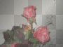 ove