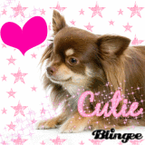 Chihuahua Cutie