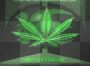 weed
