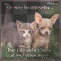 Kitty and Doggy!!!