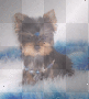 Yorkie! Yorkie!