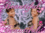 BRITTNEY AND ME