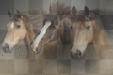 horse