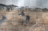 africa