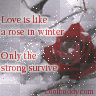 rose rose
