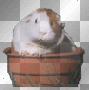 guinea pig poking out of plantpot