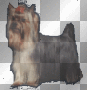 Yorkie