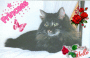 Tasha kitty