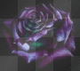 Dark Purple Rose