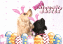 Dog Easter