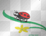 bug
