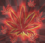 weed