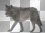 wolf3