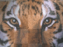 TIGER BACKGROUND