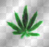 weed