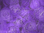 purple roses 