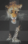 leopard leopard