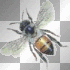Bumble Bee