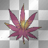 weed plant