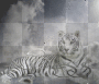 WHITE TIGER