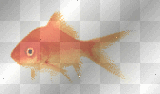 goldfish, animated, fish, cute, happy, friends, love