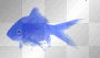 blue fish, animated fish, fish