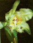 FLOR NACIONAL DE HONDURAS
