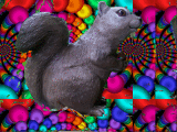 squirrel-dreams